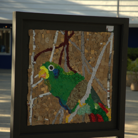 Amazona Ventralis
